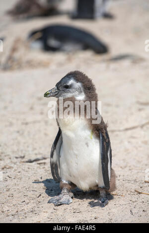 Giovane africana penguin (Spheniscus demersus), Foxy Beach, Simons Town, Table Mountain National Park, Sud Africa Foto Stock