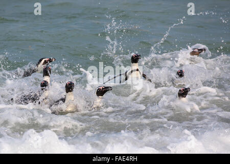 I Penguins africani (Spheniscus demersus), Foxy Beach, Simons Town, Table Mountain National Park, Sud Africa Foto Stock