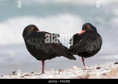 Africano (nero) (oystercatcher Haematopus moquini), De Hoop riserva naturale, Western Cape, Sud Africa Foto Stock