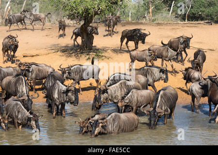 Comuni (blu) GNU (GNU) (Connochaetes taurinus) in acqua, Mkhuze Game Reserve, KwaZulu-Natal, Sud Africa Foto Stock