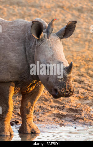 White Rhino polpaccio (Ceratotherium simum) con redbilled oxpecker (Buphagus erythrorhynchus), KwaZulu-Natal, Sud Africa Foto Stock