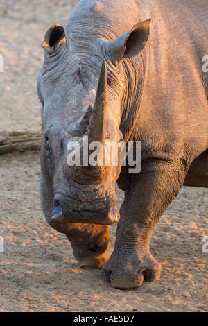 White Rhino (Ceratotherium simum), Mkhuze Game Reserve, KwaZulu Natal, Sud Africa Foto Stock