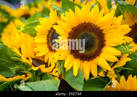 Girasoli per la vendita in un mercato degli agricoltori Foto Stock