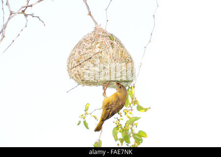 Maschio mascherato meridionale Weaver Costruire il suo nido Foto Stock