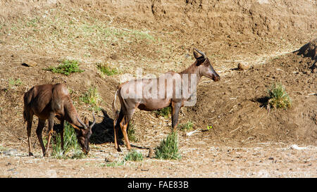 Comune Specie tsessebe Damaliscus lunatus lunatus famiglia dei bovidi Foto Stock