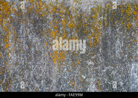 Weathered e invecchiato grigio muro di cemento con giallo moss. Foto Stock