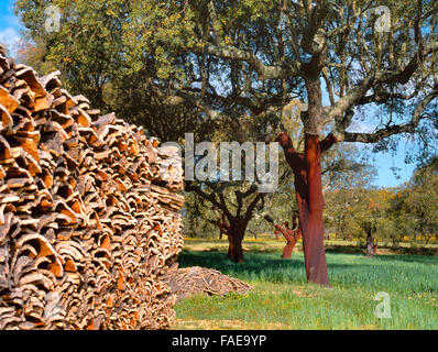 Sughero e alberi da sughero in Europa meridionale Foto Stock