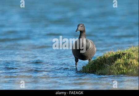 I capretti Brent Goose- Branta bernicla feed in inverno. Regno Unito Foto Stock