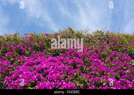 Rosa fiori di bouganville e sky in Ibiza, isole Baleari, Spagna Foto Stock