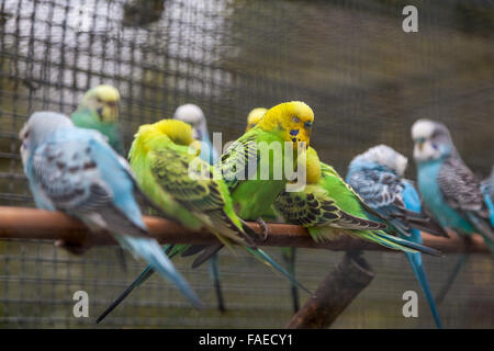 Uccelli budgie, Melopsittacus undulatus, tutti in fila che si infilano per la notte Foto Stock