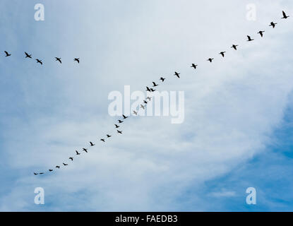 Gregge di molti cormorano nero uccelli da sinistra a destra in echelon formazione sul cielo nuvoloso. Foto Stock