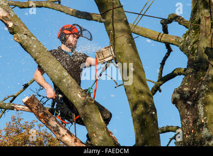 Tree chirurgo nella parte superiore di un albero al taglio di rami con una motosega. I trucioli e la sfocatura in movimento Foto Stock