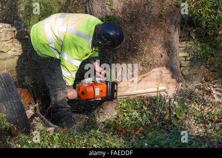 Tree chirurgo nel taglio del tronco di un albero con una sega a nastro di grandi dimensioni. Il lavoratore di sesso maschile è pieno di indossare un equipaggiamento protettivo personale Foto Stock