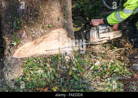 Sega a nastro essendo utilizzato il taglio attraverso il grande tronco di albero è scesa la struttura ad albero. Motion Blur di trucioli e segatura Foto Stock