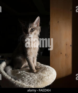 Blu somala (grigio) gattino. Foto Stock