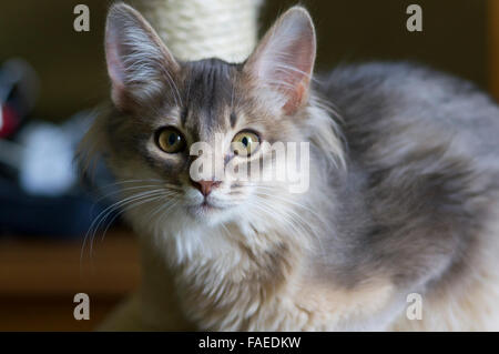 Blu somala (grigio) gattino. Foto Stock