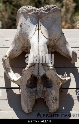 Cranio di un elefante meridionale Mare (Mirounga leonina), penisola Valdez, Patagonia, Argentina, Sud America Foto Stock