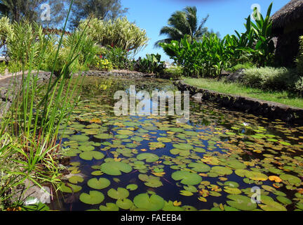 I pesci ornamentali stagno di Jardins de Pa'OFA'i (giardino di Paofai) in Papeete Polinesia Francese. Foto Stock