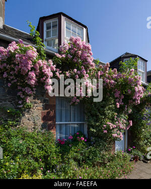 Rambling roses in un cottage del villaggio di Broughton, Tweeddale superiore, Scottish Borders Foto Stock