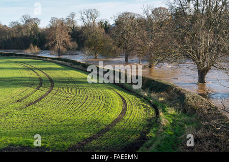 Grano di inverno cresce accanto all'allagamento fiume Tweed a Kelso, 6 dicembre 2015. Foto Stock