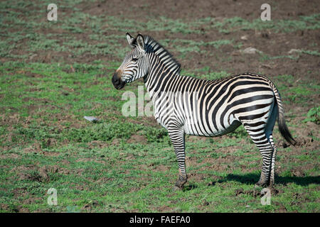 Zambia Sud Luangwa National Park Mfuwe. Crawshay's zebra (Wild: Equus quagga crawshayi) Foto Stock