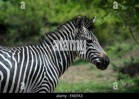 Zambia Sud Luangwa National Park Mfuwe. Crawshay's zebra (Wild: Equus quagga crawshayi) Foto Stock