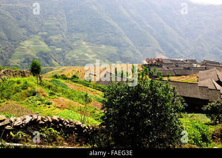 Longji terrazze di riso,Dazhai villaggi, Area circostante,raccolti di riso,Zhuang e Yao villaggi,Longsheng,provincia di Guangxi,PRC,Persone' Foto Stock
