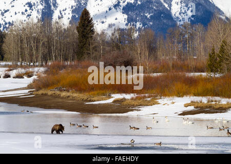 Un cucciolo di orso grizzly #610 del Grand Teton National Park cerca cibo a parzialmente congelati lanca curva. Foto Stock