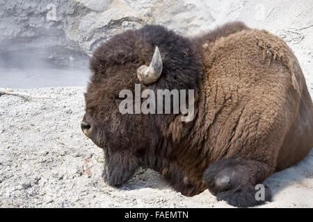 Un bison dorme accanto al Vulcano di fango nel Parco Nazionale di Yellowstone, Wyoming. Foto Stock