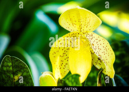 Primo piano immagine di giallo Lady's pantofole di fiori di orchidea Foto Stock