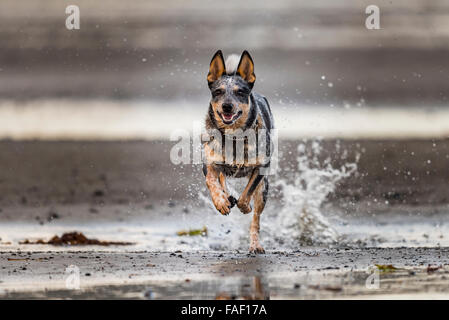 Blue Heeler cucciolo giocando sulla spiaggia, Haida Gwaii Foto Stock