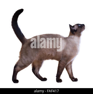 Passeggiate gatto siamese gatto, isolato su sfondo bianco Foto Stock