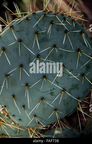 L' Opuntia robusta, cactus messicani impianto London REGNO UNITO Foto Stock
