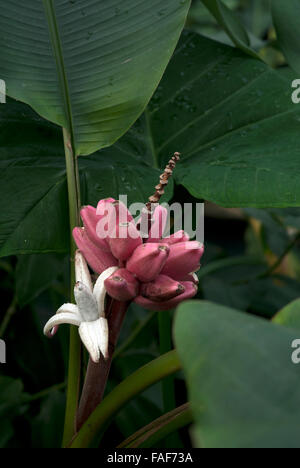 Musa Velutina Assam velluto Banana rosa Foto Stock