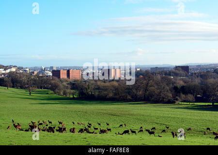 Ashton Court station wagon, UK. 29 Dic, 2015. Regno Unito Meteo: calda giornata di sole in inverno e il cervo sono visti a Ashton Court Station Wagon che vengono visitati da un sacco di persone ogni giorno durante tutto l'anno. Robert Timoney/AlamyLiveNews Foto Stock