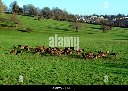 Ashton Court station wagon, UK. 29 Dic, 2015. Regno Unito Meteo: calda giornata di sole in inverno e il cervo sono visti a Ashton Court Station Wagon che vengono visitati da un sacco di persone ogni giorno durante tutto l'anno. Robert Timoney/AlamyLiveNews Foto Stock