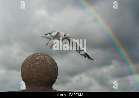 Un gabbiano comune di decollare da un post contro un cielo tempestoso e rainbow Foto Stock