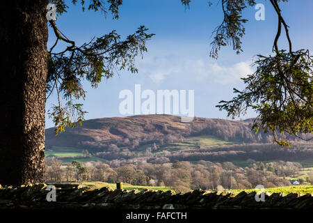 Latterbarrow, come si vede da una stretta viuzza vicino Knipe piega, vicino Hawkshead, Lake District, Cumbria Foto Stock