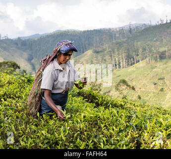 Donna Tamil picks tè in una piantagione di tè vicino a Hatton nella provincia centrale di Sri Lanka Foto Stock