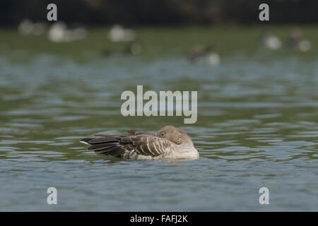 Graylag goose (Anser anser) sono ' appollaiati Foto Stock