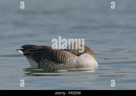 Graylag goose (Anser anser) sono ' appollaiati Foto Stock