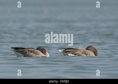 Graylag oche (Anser anser) sono ' appollaiati Foto Stock