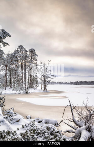 Loch Mallachie Inverno.nel Parco Nazionale di Cairngorms della Scozia. Foto Stock