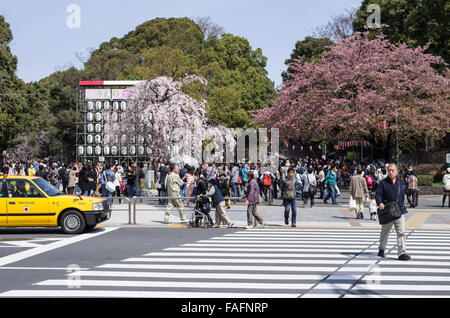 Ingresso al Parco di Ueno con fiori di ciliegio già parzialmente in piena fioritura, Tokyo, Giappone Foto Stock
