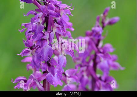 Inizio orchidea viola (Orchis mascula) in fiore Foto Stock