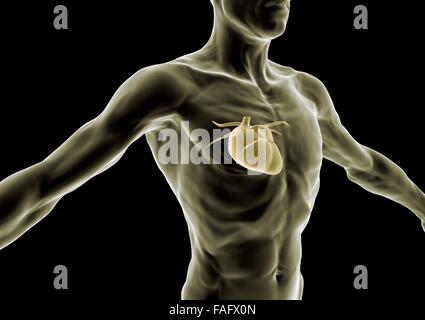 3d il corpo umano, sottile persona, cuore e anatomia, radiografia Foto Stock