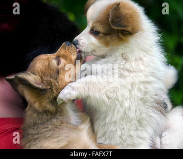 Due Cuccioli kissing Foto Stock
