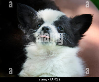 Ritratto di bianco e nero cucciolo spuntavano lingua Foto Stock