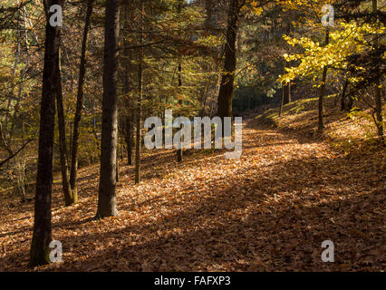 Autunno paesaggio forestale di acero con foglie di giallo sul terreno a Monti Troodos in Cipro. Foto Stock