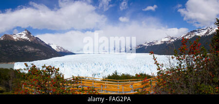 Vista panoramica del Ghiacciaio Perito Moreno nel parco nazionale Los Glaciares, Argentina da sopra il Boardwalk con rigogliosi cespugli di fuoco Foto Stock